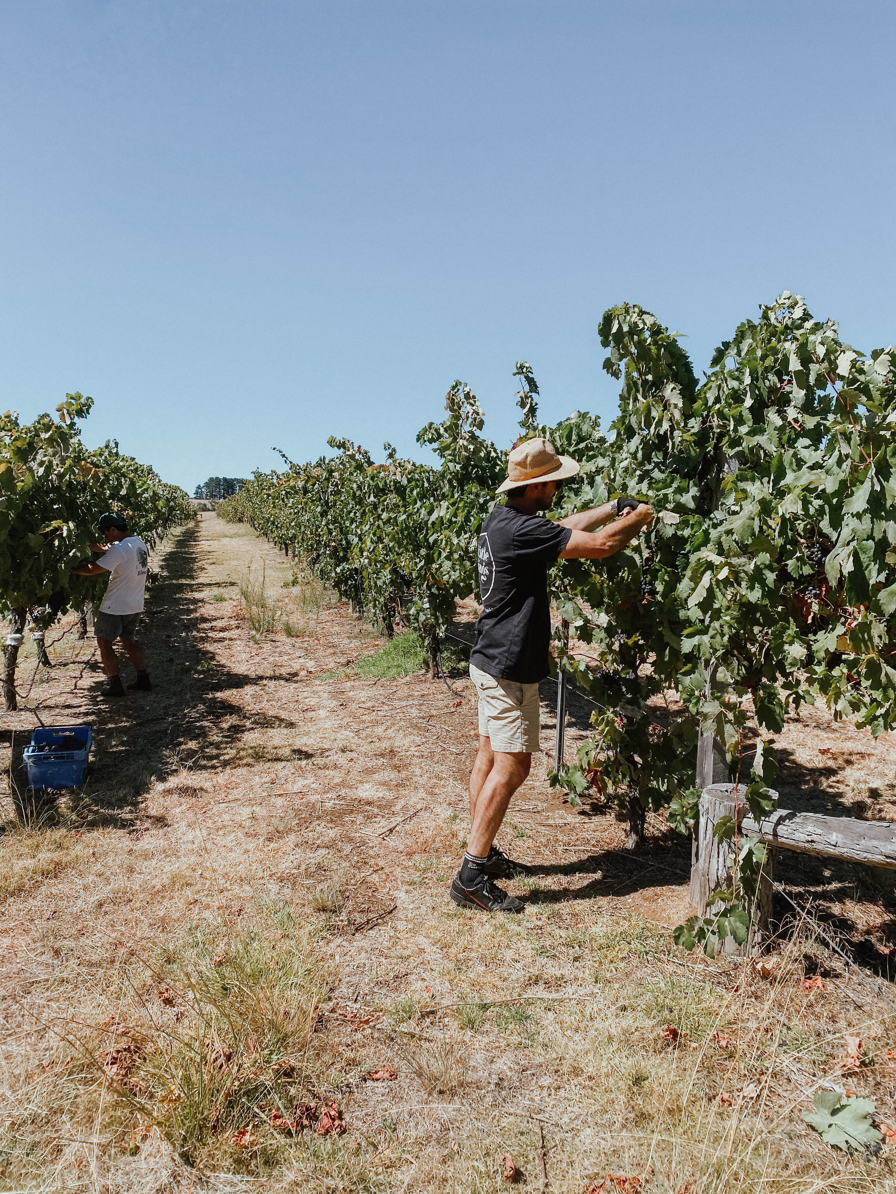 Tempranillo Gin - 24' Winter Release